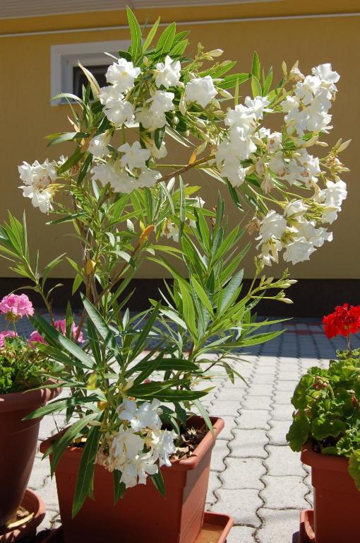 Apartmanház Cédrus 8. Zalakaros Quarto foto